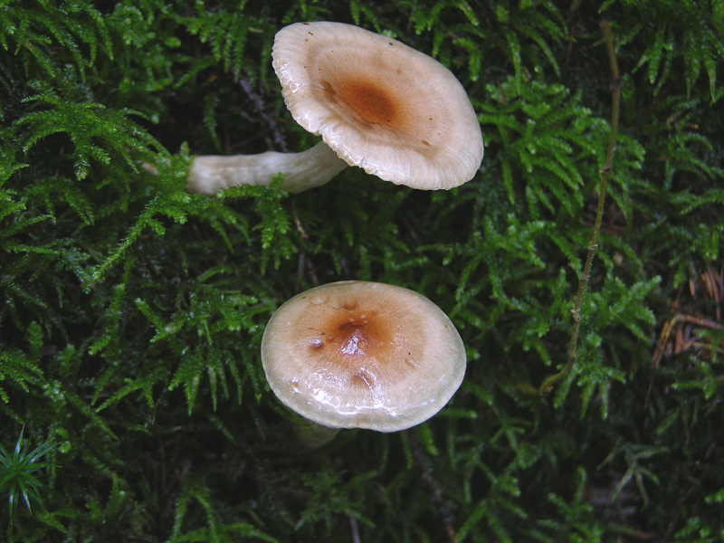 Hygrophorus discoideus